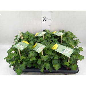 Pelargonium   ...mix smelling