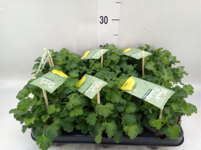 <h4>Pelargonium   ...mix smelling</h4>