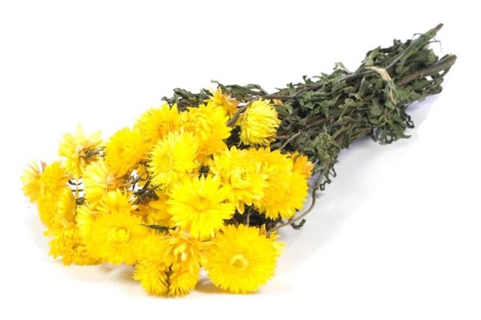 Helichrysum Yellow