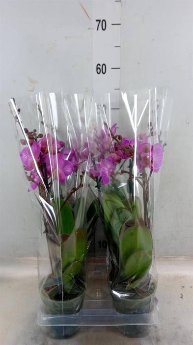 <h4>Phalaenopsis multi.   ...lilac</h4>
