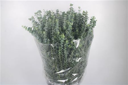 <h4>Euc Baby Blue Per Bunch 400 Gram Jong</h4>