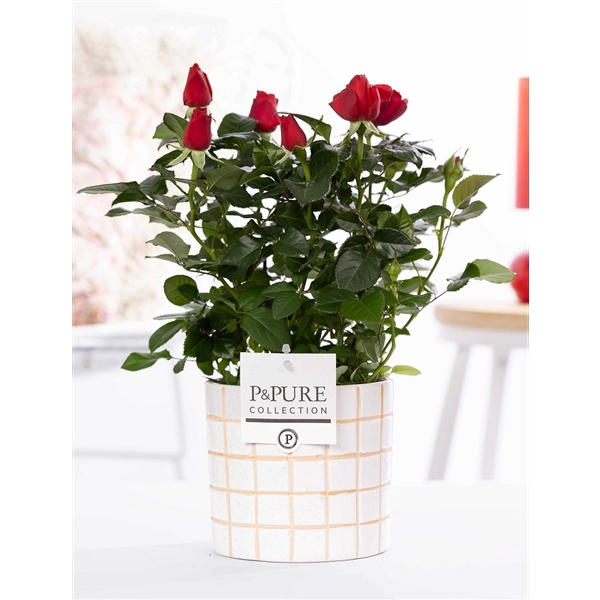 <h4>Rosa red in P&PURE Tirza ceramics</h4>