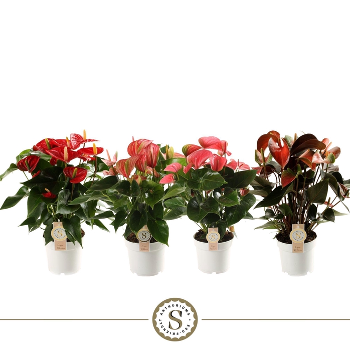 <h4>Top Mix 14cm</h4>