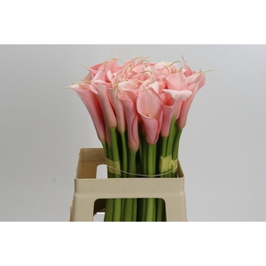 Zantedeschia Eydolls Salmon