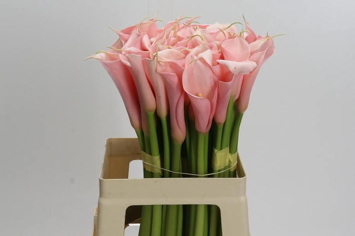 <h4>Zantedeschia Eydolls Salmon</h4>