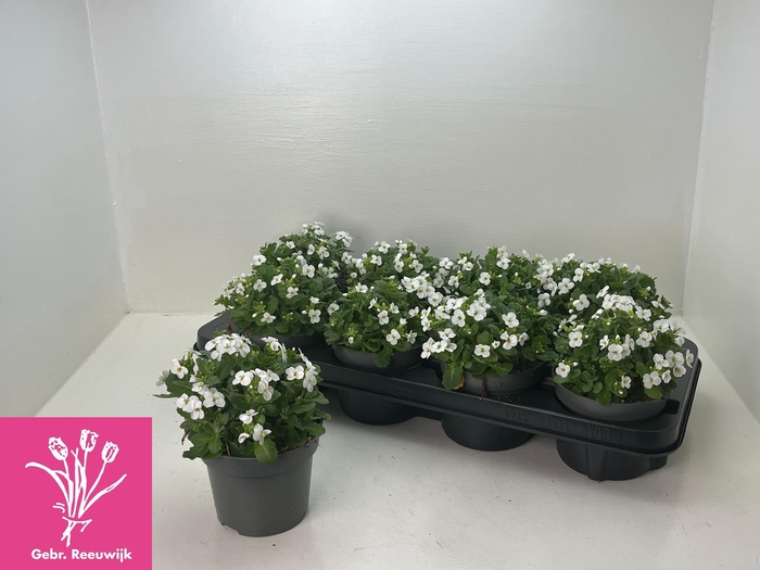 <h4>ARABIS CAUCASICA</h4>