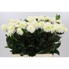 Dahlia White Isa