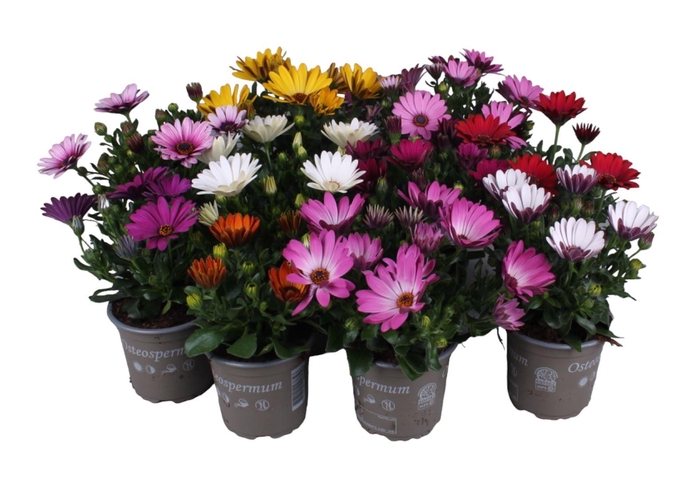 <h4>Osteospermum</h4>