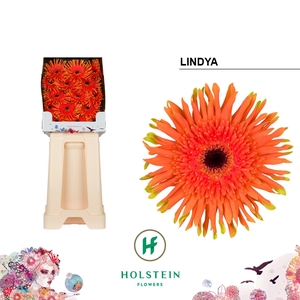 Gerbera Pasta Lindya Diamond