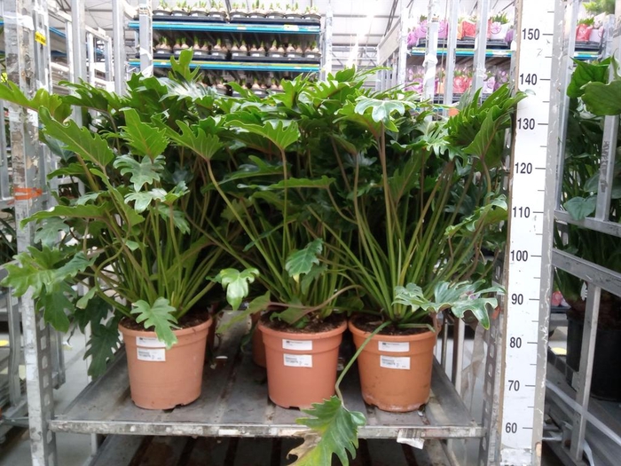 <h4>Philodendron xanadu</h4>