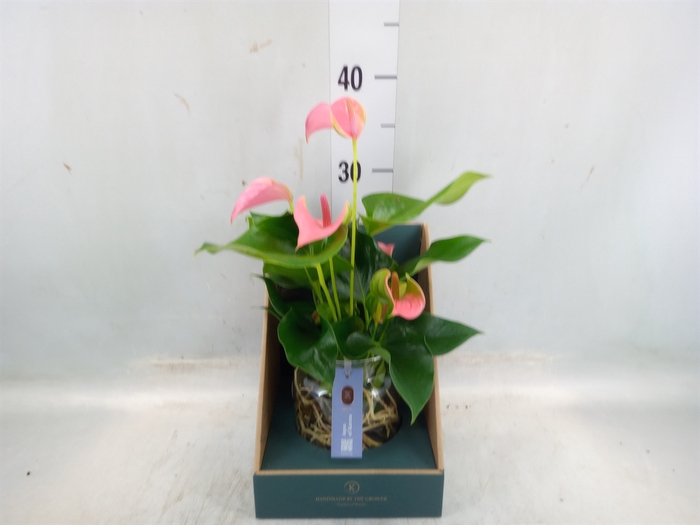 <h4>Anthurium andr. 'Joli'</h4>