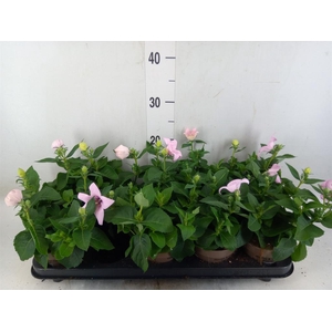 Platycodon grand. 'Astra Pink'