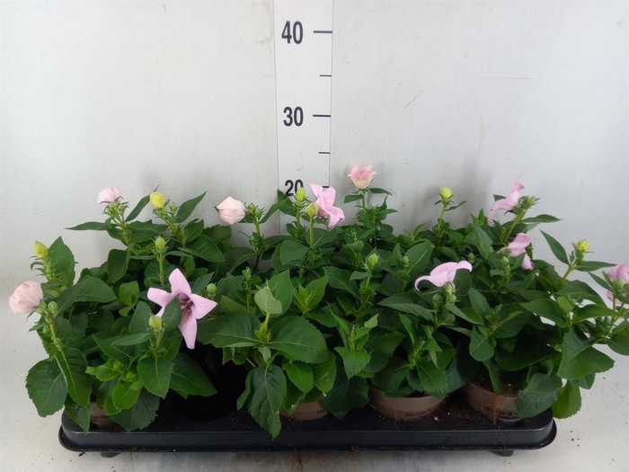 <h4>Platycodon grand. 'Astra Pink'</h4>