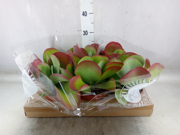 <h4>Kalanchoe NF thyrsiflora</h4>