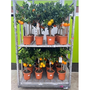 Citrus sinensis Arancia on stem