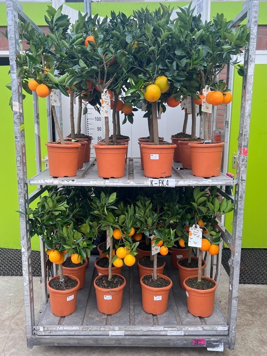 Citrus sinensis Arancia on stem