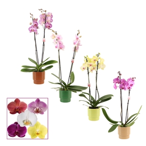 Phalaenopsis 2 tak 14+ mix in Naemi (Natural bubble-collection)