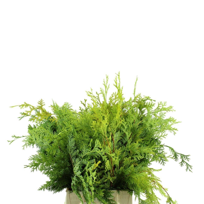 <h4>Conif.ch.obt. Crippsii</h4>