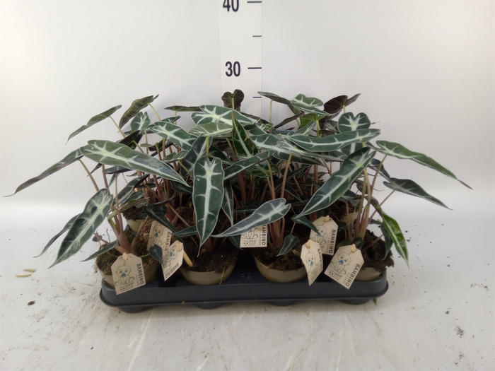 <h4>Alocasia   ...</h4>