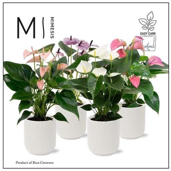 <h4>Anthurium Andreanum Grp gemengd</h4>