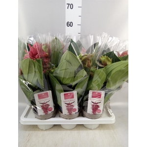 Medinilla magn. 'Dolce Rossa'