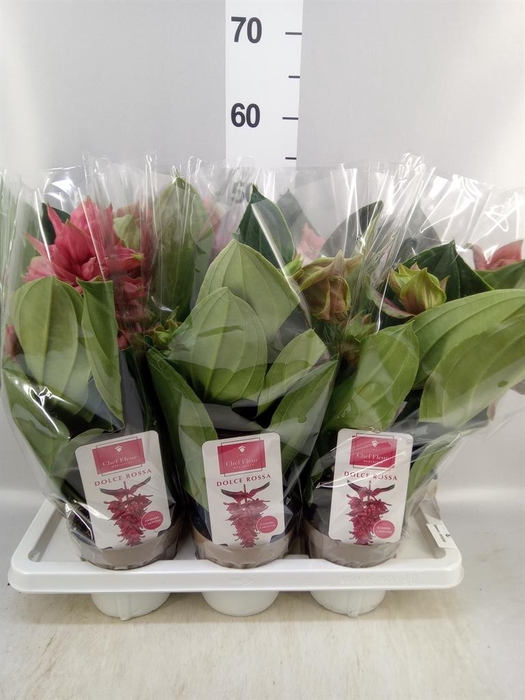 <h4>Medinilla magn. 'Dolce Rossa'</h4>