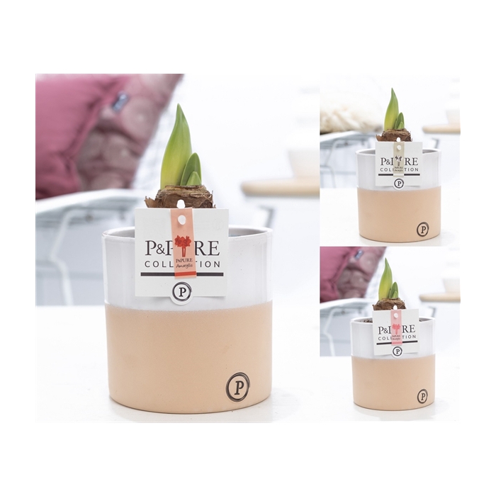 <h4>Hippeastrum mix in P&PURE Rosy ceramics</h4>