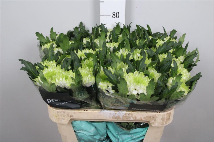 <h4>Chr G Zembla Lime</h4>