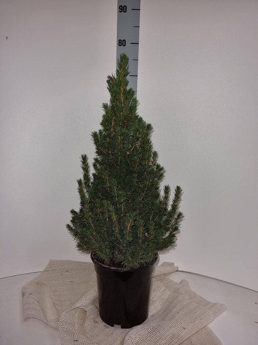 <h4>PICEA GL CONICA</h4>