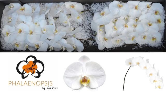 PHAL SENSATION WHITE