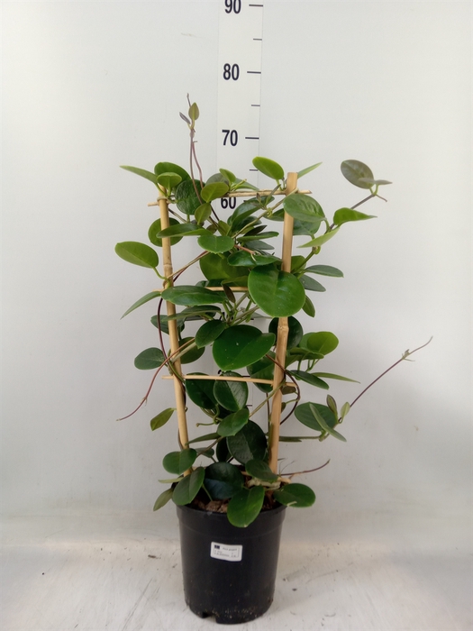 <h4>Hoya australis</h4>