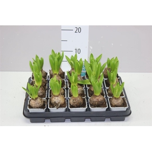 Hyacinthus White Pearl 1pp