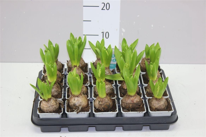 <h4>Hyacinthus White Pearl 1pp</h4>