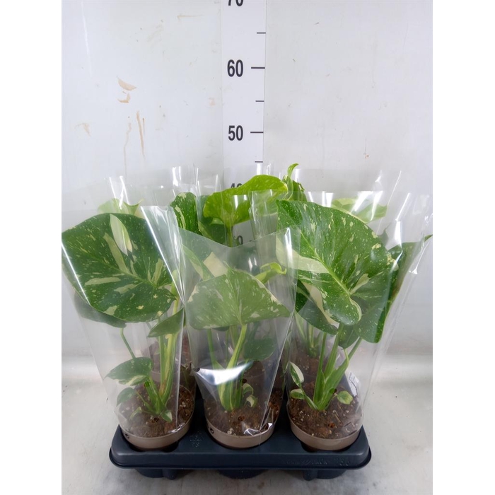 <h4>Monstera delic. 'Thai Constellatio'</h4>