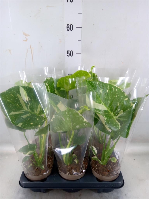 Monstera delic. 'Thai Constellatio'