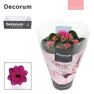 Kalanchoe Decorum TENDER - Serenity Purple