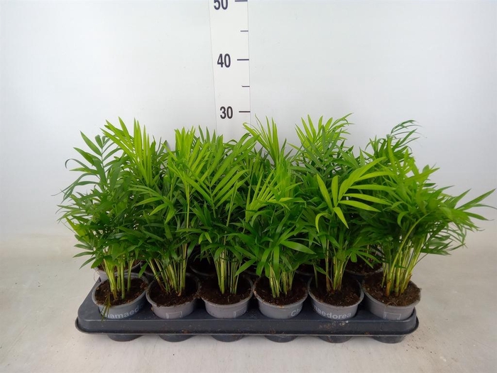 <h4>Chamaedorea elegans</h4>
