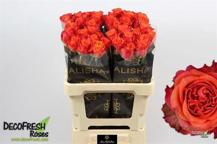 <h4>R Gr Tabasco Alisha</h4>