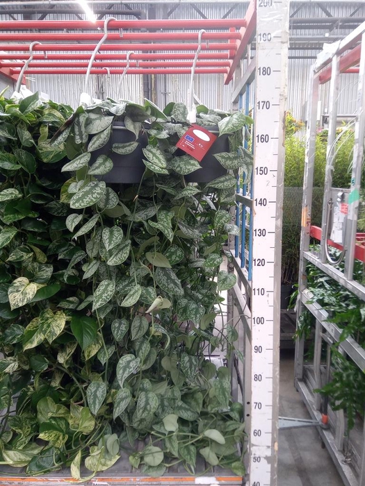 <h4>Epipremnum pinn. 'Marble Queen'  HG</h4>
