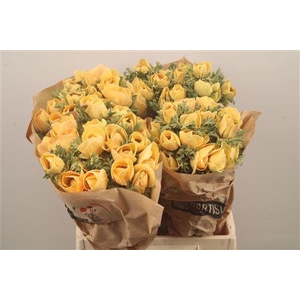 Anemone Powder Pecher