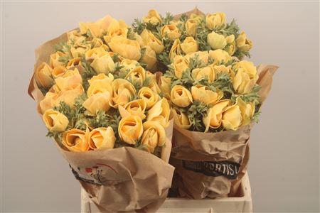 <h4>Anemone Powder Pecher</h4>