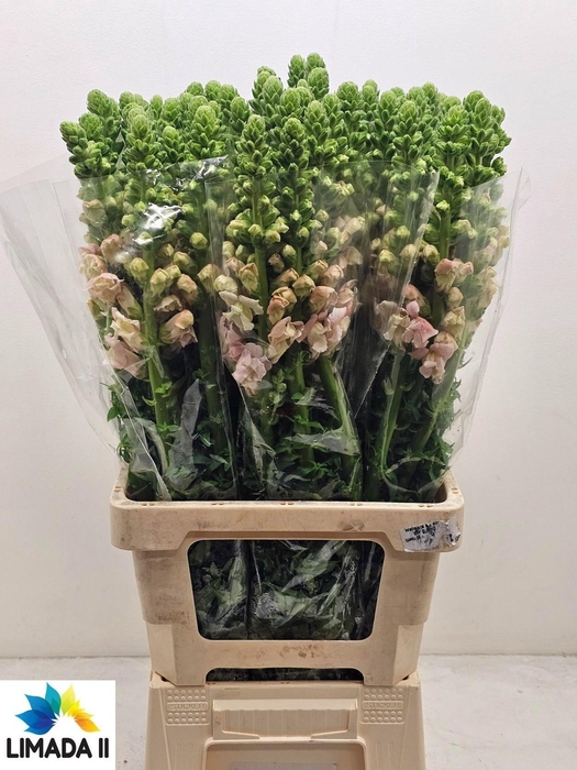 <h4>ANTIR POTO ROSE</h4>