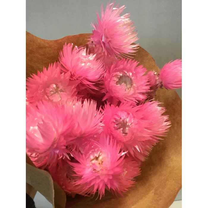 <h4>DRIED FLOWERS - KAAPS EXTRA LIGHTPINK</h4>