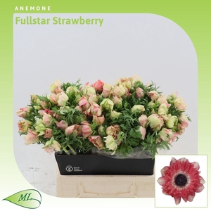 Anemone Fullstar Strawberry