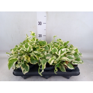 Epipremnum pinn. 'NJoy'