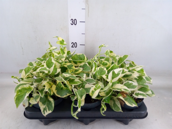 <h4>Epipremnum pinn. 'NJoy'</h4>