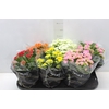 KALANCHOE DOBRADO P15