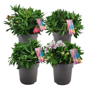 Alstroemeria Pr Lil Zavina ALSTR21MIXK Inticancha