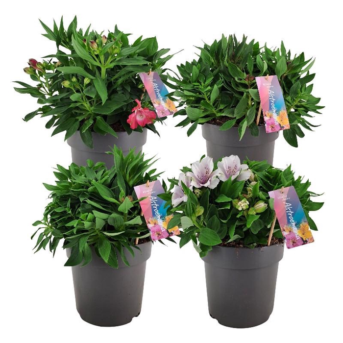 <h4>Alstroemeria Pr Lil Zavina ALSTR21MIXK Inticancha</h4>