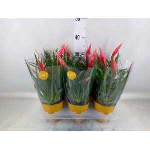 Vriesea  'Astrid'